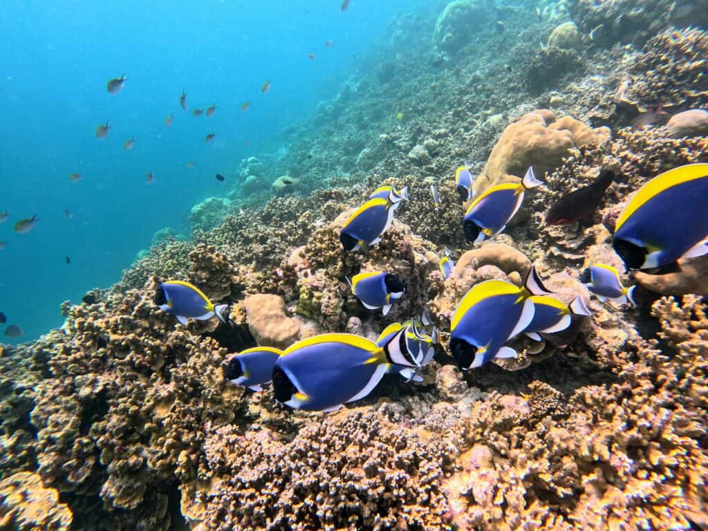 Blue, yellow, white, and black fish swim together next to coral in the Maldives. Other fish swim in the back left with the backdrop of turquoise ocean.