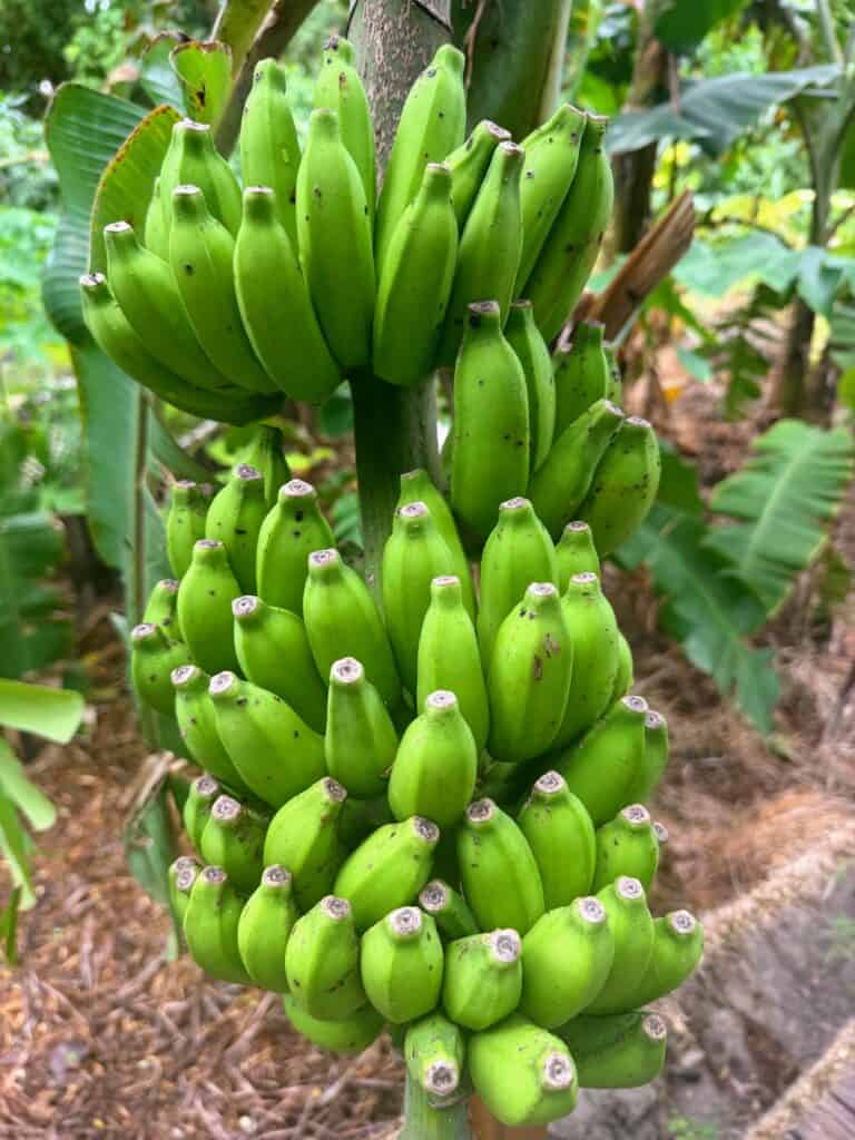 Large bunch of green bananas growing. It's in the garden on Ayada Maldives.