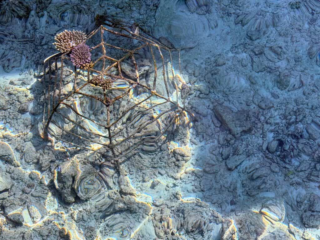 Metal coral regeneration frame under shallow water in the Maldives. Some coral is growing on the frame.