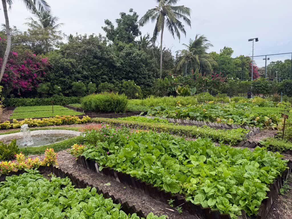 Lush green plant and vegetable garden at Ayada Maldives. Spinach growing in front as well as squash behind it. Lights and fencing from football pitch in background on right. The garden is surrounded by lush greenery and tall trees.