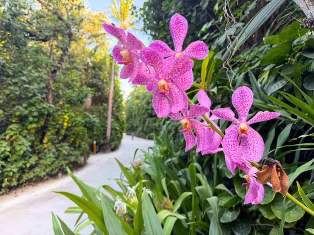 Hot pink orchids on the side of a sandy path in the Maldives.