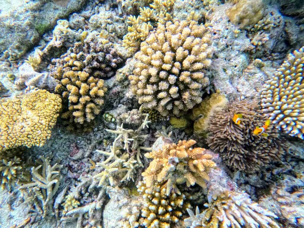 Coral reef with two clownfish in the Maldives.