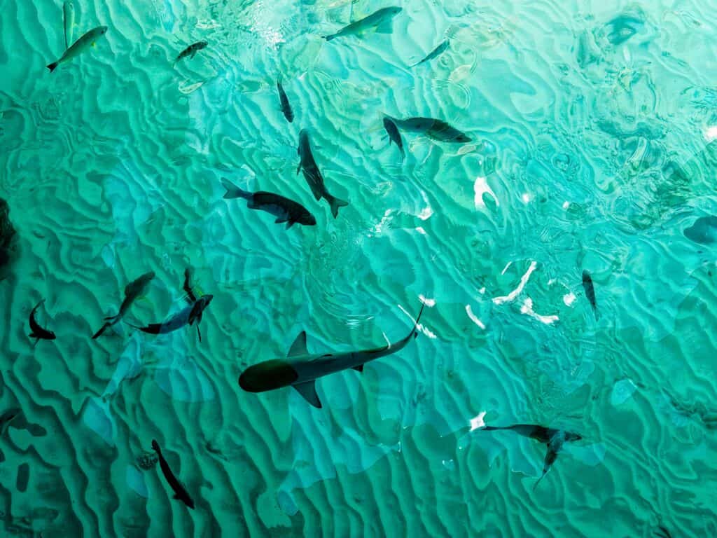 Shark and fish as seen from above at Ayada Maldives.